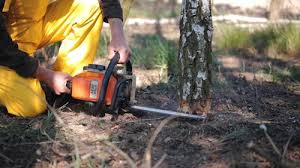 Reliable Lakeland South, WA Tree Services Solutions